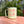 *NEW* Cactus Green & Pink Skull Miir Camp Mug