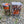 Java Kai // REALTREE EDGE Camo Camp 16oz Mug